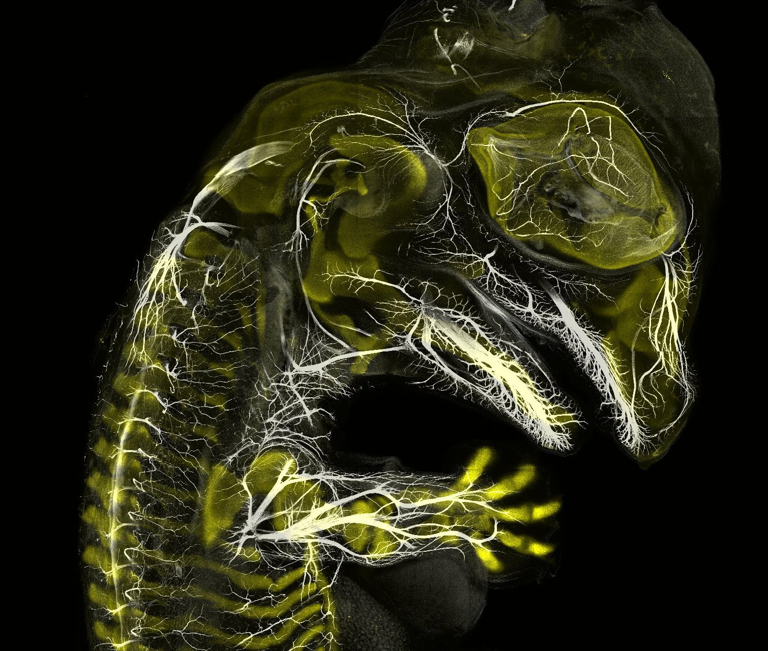 3-alligator-embryo-stage-13-nerves-and-cartilage